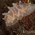 Nudibranch (Halgerda batangas), photo taken in Indonesia, Bali, Tulamben, Batu Niti Reef