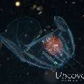 Comb Jellyfish (Ctenophora)