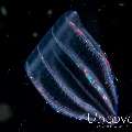 Comb Jellyfish (Ctenophora), photo taken in Indonesia, Bali, Tulamben, Blackwater