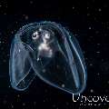 Comb Jellyfish (Ctenophora), photo taken in Indonesia, Bali, Tulamben, Blackwater