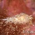 Nudibranch (Aeolid)