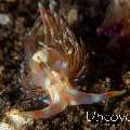 Nudibranch (Godiva Sp.)