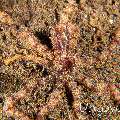 Lilliput longarm octopus (Macrotritopus defilippi), photo taken in Indonesia, Bali, Tulamben, Big Tree