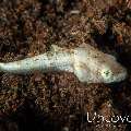 Bandtail Scorpionfish (Scorpaenopsis neglecta)