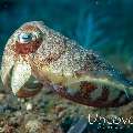 Broadclub cuttlefish (Sepia latimanus), photo taken in Indonesia, Bali, Tulamben, Melasti