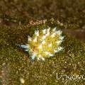 Nudibranch (Costasiella Kuroshimae)