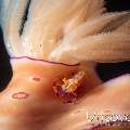Emperor Shrimp (Periclimenes imperator), Nudibranch (Ceratosoma trilobatum)