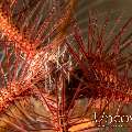 Purple brittle star (Ophiothrix (Acanthophiothrix)