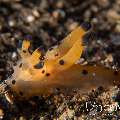Nudibranch (Thecacera Pacifica)