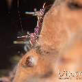 Dancing Shrimp (Rhynchocinetes durbanensis)