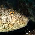 Blotchy Filefish (Pseudomonacanthus macrurus)