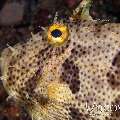 Blotchy Filefish (Pseudomonacanthus macrurus)