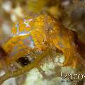 Yellow-Spotted Bubble Snail (Lamprohaminoea sp.)
