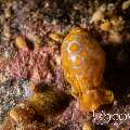 Yellow-Spotted Bubble Snail (Lamprohaminoea sp.), photo taken in Indonesia, Bali, Tulamben, Sidem