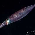 Broadfin Squid (Sepioteuthis Lessoniana)