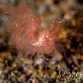 Hairy shrimp (Phycocaris simulans)