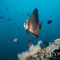 Orbicular Batfish (Platax orbicularis), photo taken in Indonesia, Bali, Tulamben, Seraya Secrets