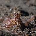 Lilliput longarm octopus (Macrotritopus defilippi)