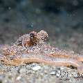 Lilliput longarm octopus (Macrotritopus defilippi), photo taken in Indonesia, Bali, Tulamben, Bulakan Slope