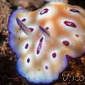 Nudibranch (Hypselodoris Tryoni)