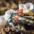 Nudibranch (Hypselodoris Infucata)