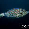 Scribbled Leatherjacket Filefish (Aluterus scriptus), photo taken in Indonesia, Bali, Tulamben, Seraya Secrets