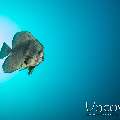 Blanthead Batfish (Platax teira), photo taken in Indonesia, Bali, Tulamben, Seraya Secrets