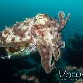 Broadclub cuttlefish (Sepia latimanus), photo taken in Indonesia, Bali, Tulamben, Seraya Secrets