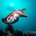 Broadclub cuttlefish (Sepia latimanus), photo taken in Indonesia, Bali, Tulamben, Seraya Secrets