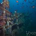 , photo taken in Indonesia, Bali, Tulamben, Seraya Secrets