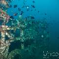 , photo taken in Indonesia, Bali, Tulamben, Seraya Secrets
