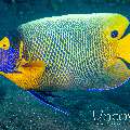 Yellowface Angelfish (Pomacanthus xanthometopon), photo taken in Indonesia, Bali, Tulamben, Drop Off