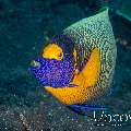 Yellowface Angelfish (Pomacanthus xanthometopon)