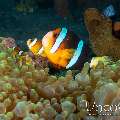 Orangefin Anemonefish (Amphiprion chrysopterus)