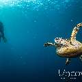 Hawksbill Sea Turtle (Eretmochelys imbricata), photo taken in Indonesia, Bali, Tulamben, Drop Off