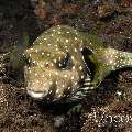White-Spotted Puffer (Arothron hispidus)