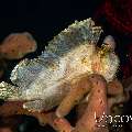Leaf Scorpionfish (Taenianotus triacanthus), photo taken in Indonesia, Bali, Tulamben, Pyramids