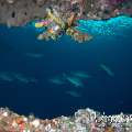 Humphead Parrotfish (Bolbometopon muricatum), Wreck, photo taken in Indonesia, Bali, Tulamben, Liberty Wreck