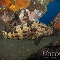 Camouflage Grouper (Epinephelus polyphekadion), Wreck, photo taken in Indonesia, Bali, Tulamben, Liberty Wreck