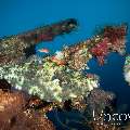 Scribbled Leatherjacket Filefish (Aluterus scriptus), photo taken in Indonesia, Bali, Tulamben, Liberty Wreck
