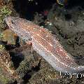 Slender Grouper (Anyperodon leucogrammicus)