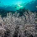 Coral, photo taken in Indonesia, Bali, Tulamben, Liberty Wreck