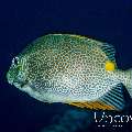 Golden Rabbbitfish (Sigamus guttatus), photo taken in Indonesia, Bali, Tulamben, Liberty Wreck