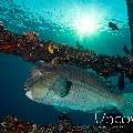 Humphead Parrotfish (Bolbometopon muricatum), photo taken in Indonesia, Bali, Tulamben, Liberty Wreck