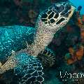 Hawksbill Sea Turtle (Eretmochelys imbricata), photo taken in Indonesia, Bali, Tulamben, Bulakan Reef