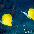 Longnose Butterflyfish (Forcipiger flavissimus)