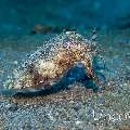 Broadclub cuttlefish (Sepia latimanus), photo taken in Indonesia, North Sulawesi, Lembeh Strait, Pulau Abadi