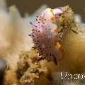 Nudibranch (Mexichromis Multituberculata), photo taken in Indonesia, North Sulawesi, Lembeh Strait, Pulau Abadi