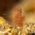 Hairy shrimp (Phycocaris simulans), photo taken in Indonesia, North Sulawesi, Lembeh Strait, Pulau Abadi
