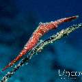 Ocellated tozeuma shrimp (Tozeuma lanceolatum), photo taken in Indonesia, North Sulawesi, Lembeh Strait, Pulau Abadi